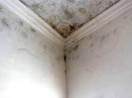 Caldwell, TX Mold Removal Company